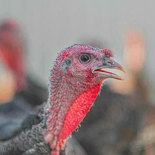 Пропойка цыплят антибиотиками и витаминами — профилактика и лечение